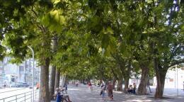 Платановая аллея