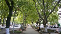 Платановая аллея