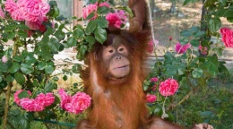 Сафари-парк