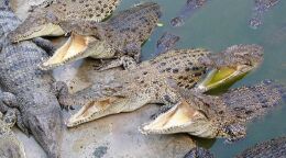 Крокодиловая ферма