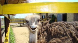 Контактный парк Усадьба