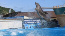 Дельфинарий