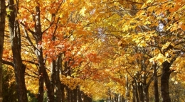 Ботанический сад