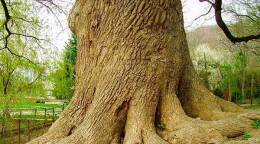 Дуб Великан